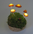 Enchanted Mushrooms on Birch
